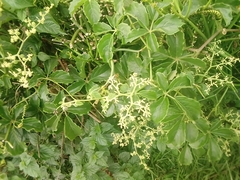 Cyphostemma