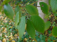 Prunus avium