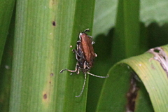 Donacia marginata