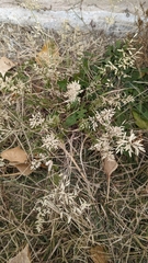 Eragrostis minor