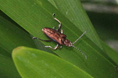 Donacia marginata