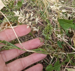 Eragrostis minor