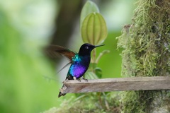 Boissonneaua jardini