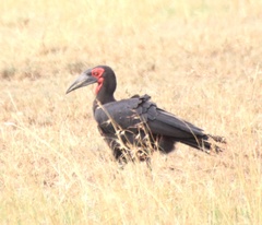 Bucorvus leadbeateri