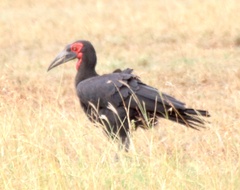 Bucorvus leadbeateri