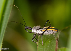 Rhynocoris marginellus