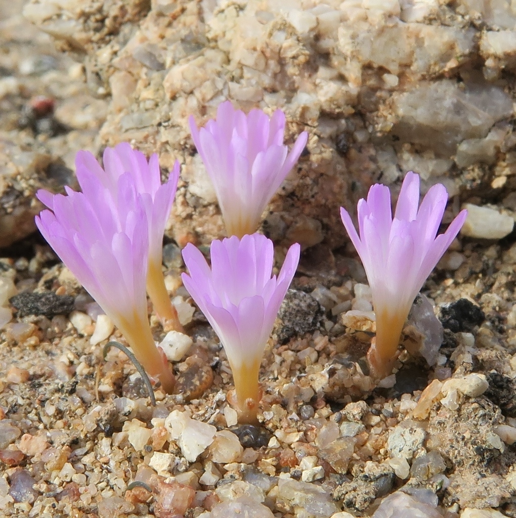 Conophytum pellucidum, Namakwa, ZA-NC, ZA