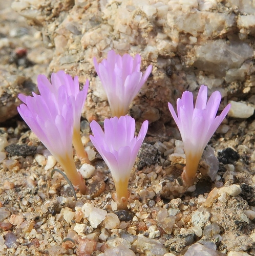 Conophytum pellucidum