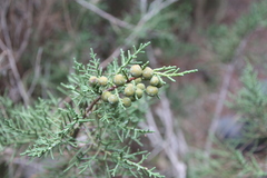 Juniperus phoenicea