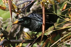 Prosthemadera novaeseelandiae
