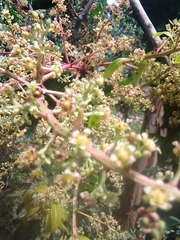 Mangifera indica