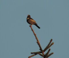 Turdus torquatus