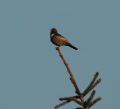 Turdus torquatus