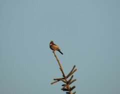 Turdus torquatus