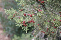 Juniperus phoenicea