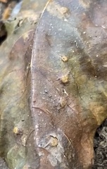 Caryomyia tuberculata