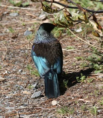 Prosthemadera novaeseelandiae