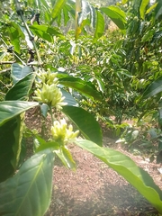 Coffea arabica