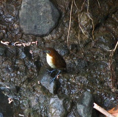 Grallaria flavotincta
