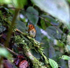 Grallaricula flavirostris