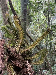 Lycopodiaceae