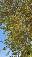Vachellia nilotica