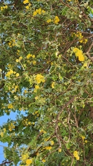 Vachellia nilotica