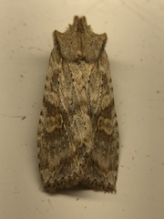 Lithophane bethunei