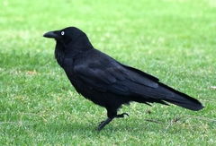 Corvus coronoides