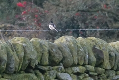 Motacilla alba yarrellii