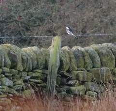 Motacilla alba yarrellii