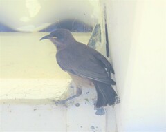 Myzomela obscura