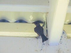 Myzomela obscura
