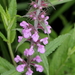 Stachys palustris - Photo (c) Pete Woodall,  זכויות יוצרים חלקיות (CC BY-NC), uploaded by Pete Woodall