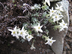 Leontopodium microphyllum