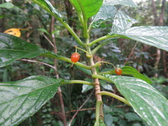 Cyrtandra umbellifera