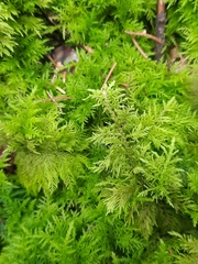 Thuidium tamariscinum