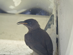 Myzomela obscura