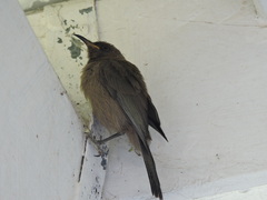Myzomela obscura