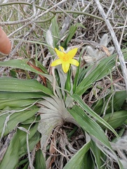 Hypoxis stellipilis