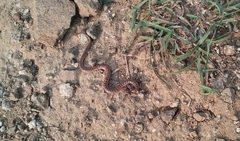 Oligodon taeniolatus