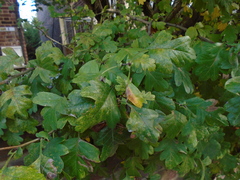 Crataegus pinnatifida