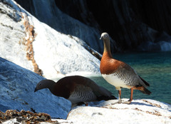 Chloephaga poliocephala