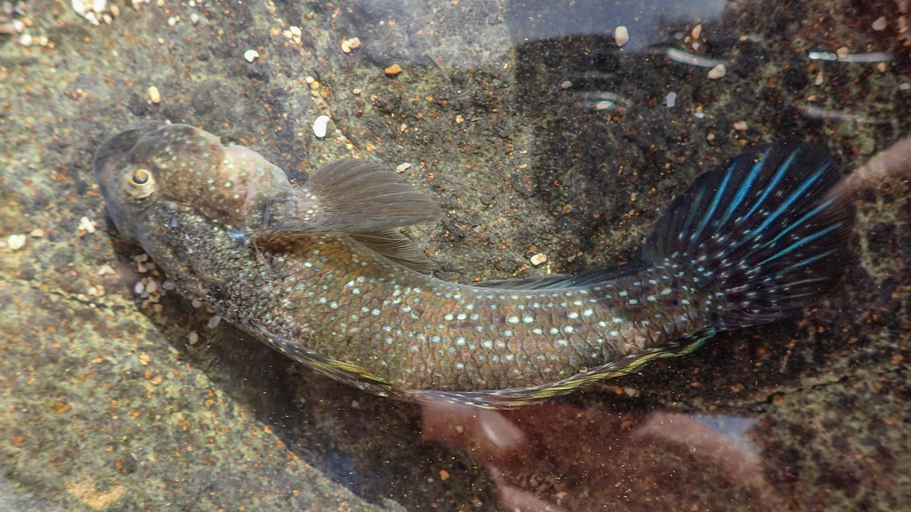 Brownlined Goby