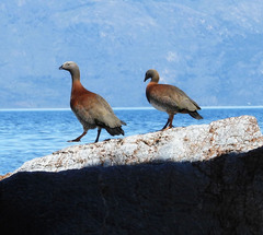 Chloephaga poliocephala
