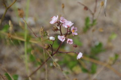 Diplopeltis huegelii