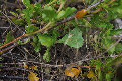 Diplopeltis huegelii