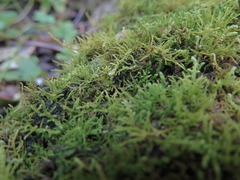 Thuidiopsis sparsa
