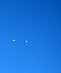 Cygnus melancoryphus