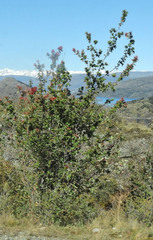 Embothrium coccineum